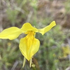 Diuris amabilis (Large Golden Moth) at Bonner, ACT - 16 Oct 2021 by AJB