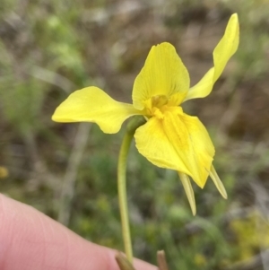 Diuris amabilis at Bonner, ACT - 16 Oct 2021