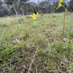 Diuris amabilis at Bonner, ACT - 16 Oct 2021