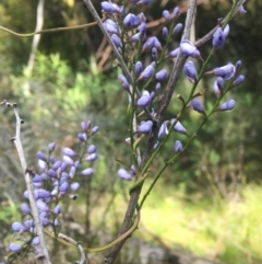 Comesperma volubile (Love Creeper) at Cotter River, ACT - 15 Oct 2021 by dgb900