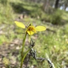 Diuris sp. (hybrid) (Hybrid Donkey Orchid) at Sutton, NSW - 15 Oct 2021 by AJB