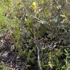 Diuris sp. (hybrid) at Sutton, NSW - suppressed