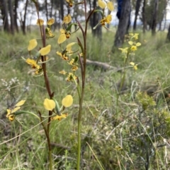 Diuris pardina at Sutton, NSW - suppressed