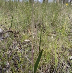 Thelymitra sp. (A Sun Orchid) at Sutton, NSW - 15 Oct 2021 by AJB