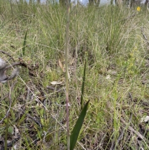 Thelymitra sp. at Sutton, NSW - suppressed