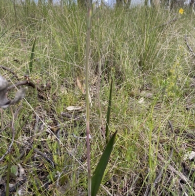 Thelymitra sp. (A Sun Orchid) at Sutton, NSW - 15 Oct 2021 by AJB