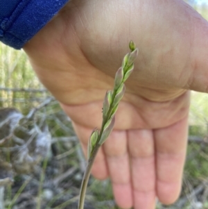 Thelymitra sp. at Sutton, NSW - suppressed