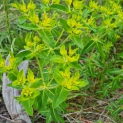 Euphorbia oblongata (Egg-leaf Spurge) at O'Malley, ACT - 16 Oct 2021 by Mike