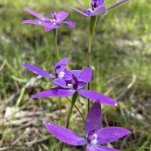 Glossodia major at Sutton, NSW - 16 Oct 2021