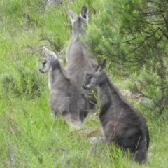 Osphranter robustus (Wallaroo) at Kambah, ACT - 16 Oct 2021 by HelenCross