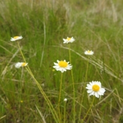 Rhodanthe anthemoides (Chamomile Sunray) at Kambah, ACT - 16 Oct 2021 by HelenCross