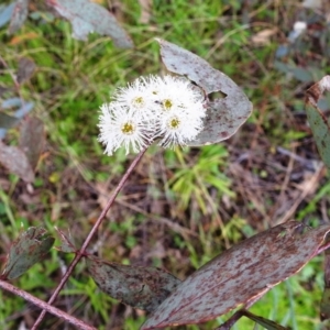 Eucalyptus dives at Kambah, ACT - 16 Oct 2021