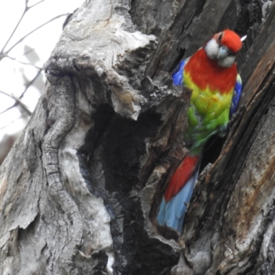 Platycercus eximius (Eastern Rosella) at Kambah, ACT - 16 Oct 2021 by HelenCross