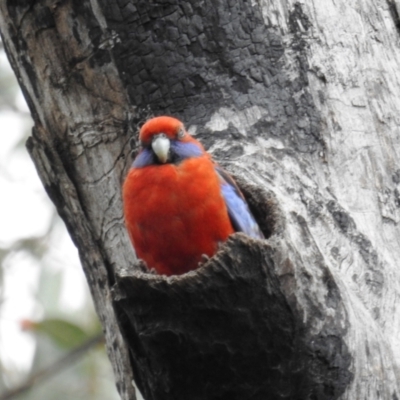 Platycercus elegans (Crimson Rosella) at Kambah, ACT - 16 Oct 2021 by HelenCross