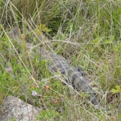 Tiliqua scincoides scincoides (Eastern Blue-tongue) at Stromlo, ACT - 16 Oct 2021 by HelenCross