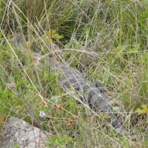 Tiliqua scincoides scincoides at Stromlo, ACT - 16 Oct 2021