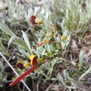 Bossiaea buxifolia at Stromlo, ACT - 16 Oct 2021