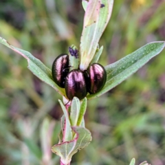 Chrysolina quadrigemina at Kambah, ACT - 16 Oct 2021