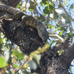 Varanus varius (Lace Monitor) at Myall Park, NSW - 3 Oct 2017 by Liam.m