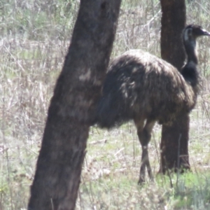 Dromaius novaehollandiae at Myall Park, NSW - 3 Oct 2017