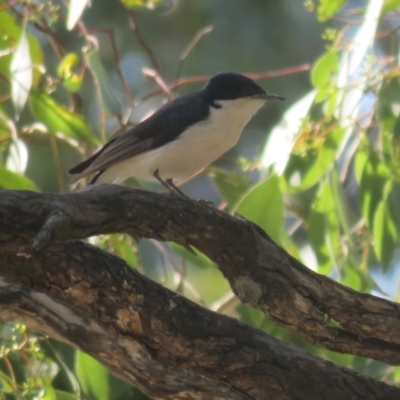 Myiagra inquieta (Restless Flycatcher) at Binya, NSW - 3 Oct 2017 by Liam.m