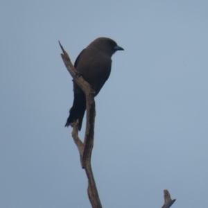 Artamus cyanopterus at Myall Park, NSW - 3 Oct 2017