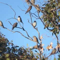 Artamus personatus at Myall Park, NSW - 4 Oct 2017