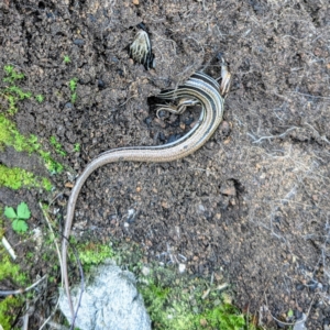 Ctenotus taeniolatus at Stromlo, ACT - 16 Oct 2021