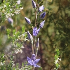 Thelymitra sp. (A Sun Orchid) at Glenroy, NSW - 16 Oct 2021 by KylieWaldon