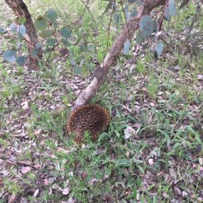 Tachyglossus aculeatus (Short-beaked Echidna) at Deakin, ACT - 11 Oct 2021 by KL