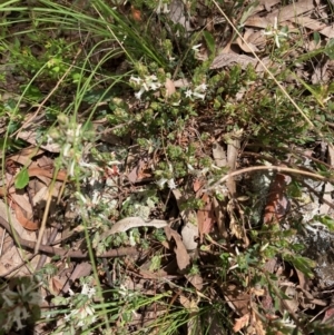 Brachyloma daphnoides at Nicholls, ACT - 16 Oct 2021