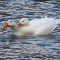 Anas platyrhynchos (Mallard (Domestic Type)) at Bonython, ACT - 16 Oct 2021 by RodDeb