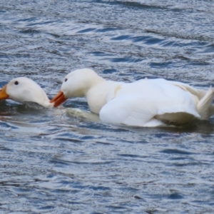 Anas platyrhynchos at Bonython, ACT - 16 Oct 2021