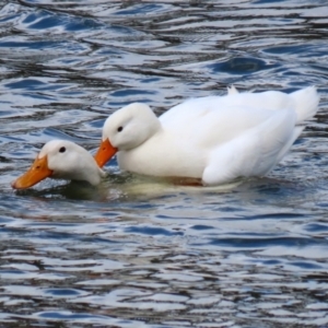 Anas platyrhynchos at Bonython, ACT - 16 Oct 2021