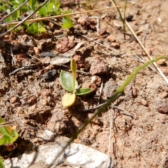 Ophioglossum lusitanicum (Adder's Tongue) at Fraser, ACT - 2 Sep 2020 by Rosie