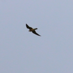 Falco longipennis (Australian Hobby) at Splitters Creek, NSW - 16 Oct 2021 by KylieWaldon