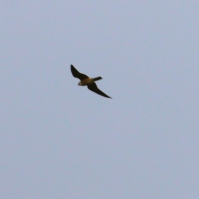 Falco longipennis (Australian Hobby) at Splitters Creek, NSW - 15 Oct 2021 by KylieWaldon