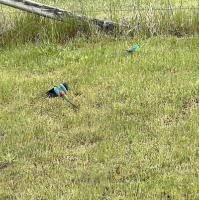 Psephotus haematonotus (Red-rumped Parrot) at Murrumbateman, NSW - 16 Oct 2021 by SimoneC