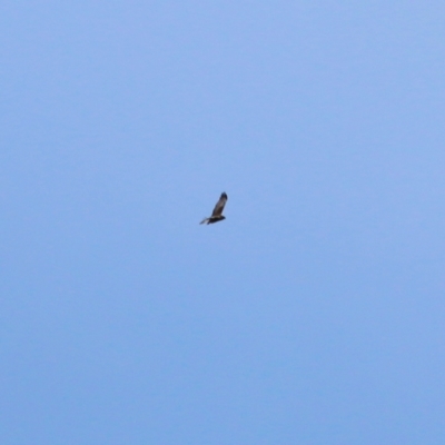 Circus approximans (Swamp Harrier) at Splitters Creek, NSW - 16 Oct 2021 by KylieWaldon