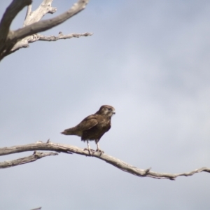 Falco berigora at Cook, ACT - 16 Oct 2021 03:40 PM