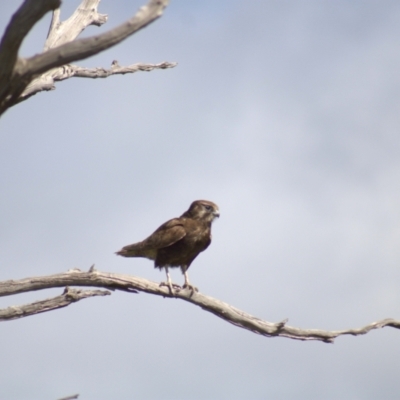 Falco berigora (Brown Falcon) at Mount Painter - 16 Oct 2021 by Amy
