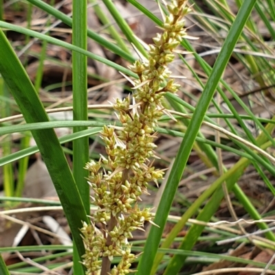 Lomandra longifolia (Spiny-headed Mat-rush, Honey Reed) at Cook, ACT - 15 Oct 2021 by drakes