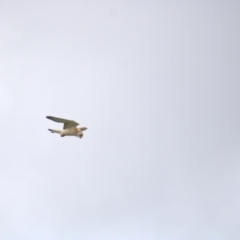 Falco cenchroides (Nankeen Kestrel) at Cook, ACT - 16 Oct 2021 by Amy