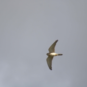 Falco cenchroides at Cook, ACT - 16 Oct 2021