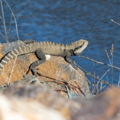 Intellagama lesueurii lesueurii (Eastern Water Dragon) at Queanbeyan, NSW - 16 Oct 2021 by simonalisa13