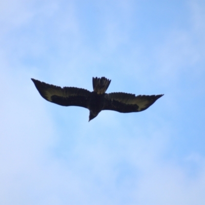 Aquila audax (Wedge-tailed Eagle) at Molonglo Valley, ACT - 16 Oct 2021 by Amy
