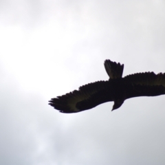 Aquila audax at Molonglo Valley, ACT - 16 Oct 2021