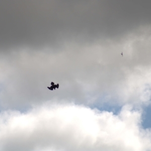 Aquila audax at Molonglo Valley, ACT - 16 Oct 2021 04:00 PM