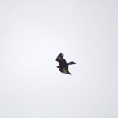 Aquila audax at Molonglo Valley, ACT - 16 Oct 2021 04:00 PM