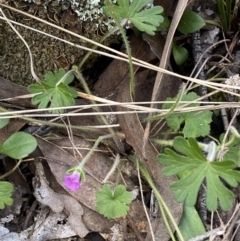 Geranium sp. (Geranium) at Mount Jerrabomberra - 16 Oct 2021 by Steve_Bok